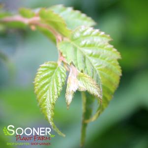 2 units available! Pre-Order Qty: 0