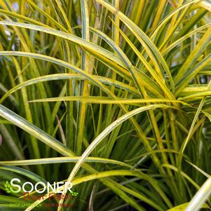 1000 units available! Pre-Order Qty: 0