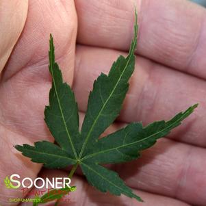 0 units available! Pre-Order Qty: 2