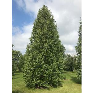 56 units available! Pre-Order Qty: 0