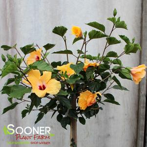 0 units available! Pre-Order Qty: 0