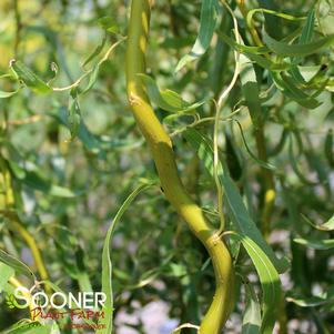 309 units available! Pre-Order Qty: 0