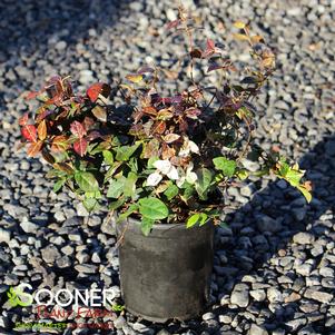 26 units available! Pre-Order Qty: 0