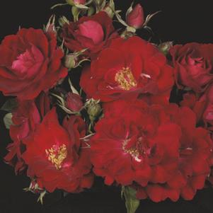 0 units available! Pre-Order Qty: 0