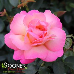 0 units available! Pre-Order Qty: 0