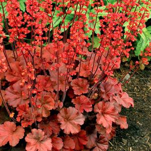 0 units available! Pre-Order Qty: 0