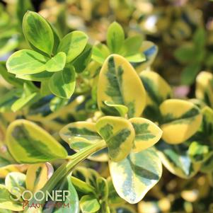 0 units available! Pre-Order Qty: 0