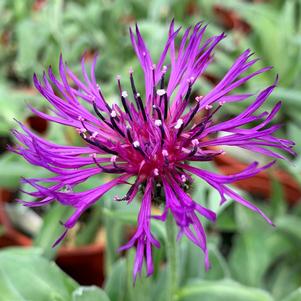 0 units available! Pre-Order Qty: 0