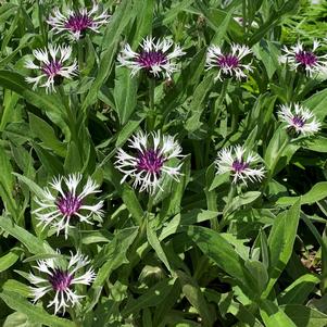 0 units available! Pre-Order Qty: 0