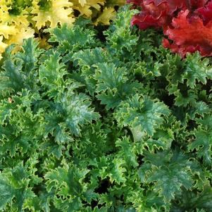 0 units available! Pre-Order Qty: 0