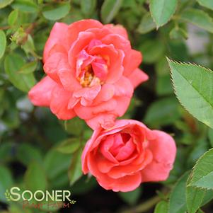 0 units available! Pre-Order Qty: 0