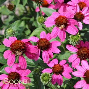 0 units available! Pre-Order Qty: 0