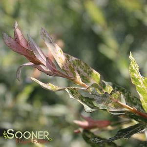 667 units available! Pre-Order Qty: 0