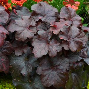 0 units available! Pre-Order Qty: 0