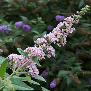 0 units available! Pre-Order Qty: 0