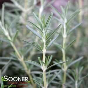 2353 units available! Pre-Order Qty: 0