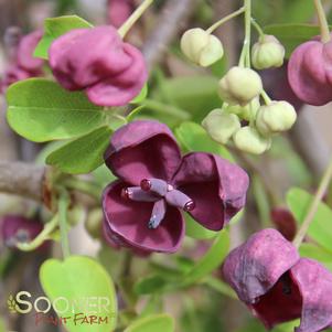 12 units available! Pre-Order Qty: 0