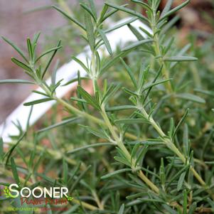 0 units available! Pre-Order Qty: 0