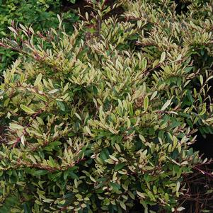 0 units available! Pre-Order Qty: 0