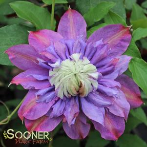 11 units available! Pre-Order Qty: 0