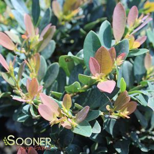 6 units available! Pre-Order Qty: 0