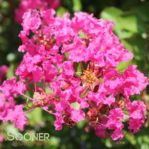 0 units available! Pre-Order Qty: 0