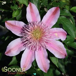 0 units available! Pre-Order Qty: 0