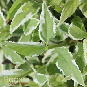 0 units available! Pre-Order Qty: 0