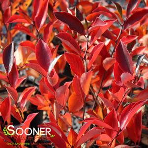 80 units available! Pre-Order Qty: 0