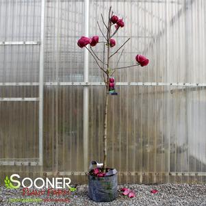 0 units available! Pre-Order Qty: 12