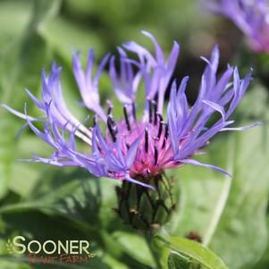 0 units available! Pre-Order Qty: 0