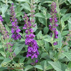 432 units available! Pre-Order Qty: 0