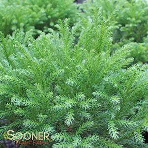 0 units available! Pre-Order Qty: 0