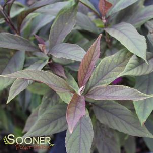 300 units available! Pre-Order Qty: 0