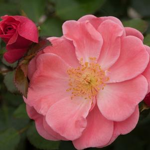 0 units available! Pre-Order Qty: 0