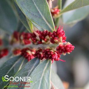 31 units available! Pre-Order Qty: 0