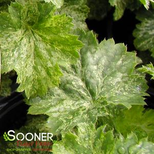 0 units available! Pre-Order Qty: 0