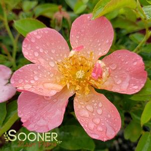 0 units available! Pre-Order Qty: 0