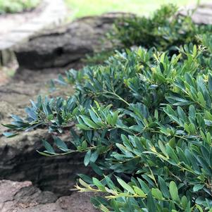 405 units available! Pre-Order Qty: 0