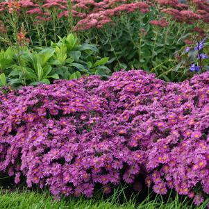 0 units available! Pre-Order Qty: 0