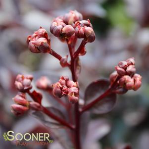 0 units available! Pre-Order Qty: 0