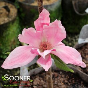 8 units available! Pre-Order Qty: 0