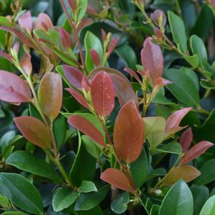 12 units available! Pre-Order Qty: 0