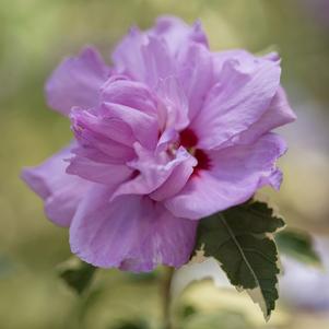 0 units available! Pre-Order Qty: 0