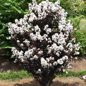 0 units available! Pre-Order Qty: 0