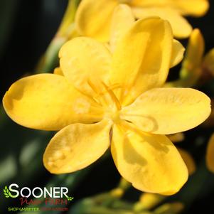 0 units available! Pre-Order Qty: 0