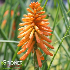 0 units available! Pre-Order Qty: 0