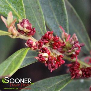 16 units available! Pre-Order Qty: 0