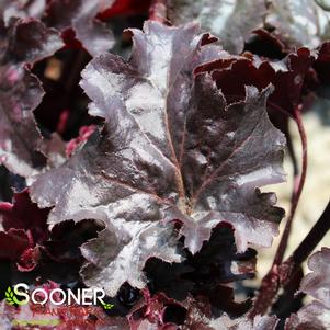 0 units available! Pre-Order Qty: 0