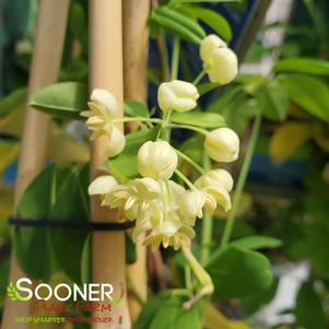 0 units available! Pre-Order Qty: 0